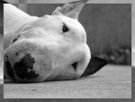 Vegas - Bull Terrier