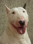 Vegas - Bull Terrier