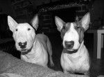 Vegas & Bamba - Bull Terrier