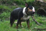 Evora 2 ans - Bull Terrier (2 ans)