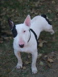 Crunsh 16 mois - Bull Terrier (1 an et 4 mois)