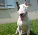 Crunsh - Bull Terrier