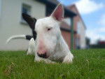 Crunsh - Bull Terrier