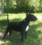 Svinkels, bull terrier de 7 mois - Bull Terrier (7 mois)