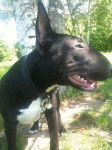 Svinkels Bull terrier - Bull Terrier