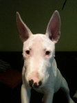 Louna femelle Bull terrier 4 mois - Bull Terrier (4 mois)