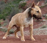 Geisha des Terres du Salagou - Bull Terrier