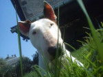 Taina, Bull Terrier 10 ans - Bull Terrier (10 ans)