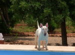 Chantal - Bull Terrier (1 an)