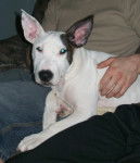 Danger - Bull Terrier Mâle (7 mois)