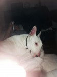 iron - Bull Terrier Mâle (7 mois)