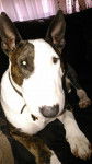 PeeWee - Bull Terrier Mâle (4 ans)