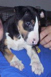 Vaya 2mois - Bull Terrier