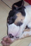 C'est trop bon de dormir - Bull Terrier