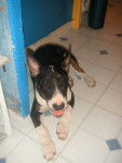 Vika 4 mois - Bull Terrier (4 mois)