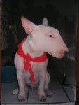 La pose - Bull Terrier