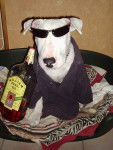 J adore faire la fete avec mon maitre et ses potes!!! - Bull Terrier