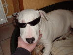 Photo Bull Terrier
