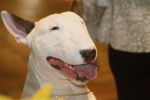 Photo Bull Terrier