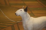 Photo Bull Terrier
