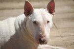 Photo Bull Terrier