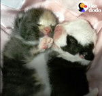 Newborn babies - Bull Terrier (1 mois)