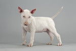 Photo Bull Terrier