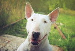 Photo Bull Terrier