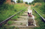 Un Bull Terrier assis sur une voie ferrée