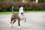 Photo Bull Terrier