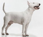 Photo professionnelle d'un Bull Terrier blanc 
