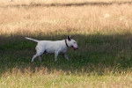 Photo Bull Terrier