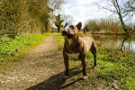 Un Bull Terrier en promenade au bord d'un lac dans un parc