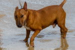 Un Bull Terrier fauve qui se promène dans l'eau