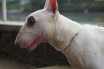 Photo Bull Terrier