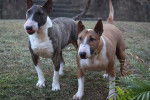 Photo Bull Terrier