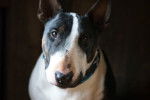Photo Bull Terrier