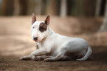 Un Bull Terrier allongé dans les bois
