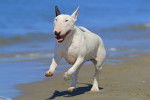 Photo Bull Terrier
