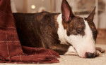 Un chien Bull Terrier endormi sur le sol