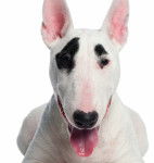 Un chiot Bull Terrier blanc allongé sur le sol 