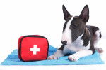 Un Bull Terrier avec une trousse de soins 
