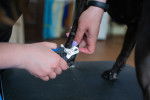Un chien se faisant coupant les griffes