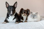 Un Bull Terrier avec un chat blanc et un autre chien