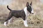 Un Bull Terrier Miniature noir et blanc, dehors, se tenant sur du gazon 