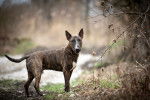 Un chien Bull Terrier au pelage fauve debout dans une forêt