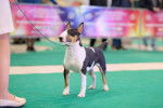 Un Bull Terrier regardant attentivement son maître lors d'une exposition canine