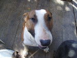 Edward - Bull Terrier Mâle (2 ans)