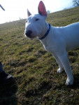 haskan - Bull Terrier Mâle (6 mois)