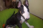 era - Bull Terrier (2 ans)